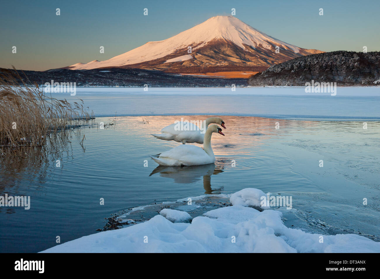 Une paire de cygnes tuberculés dans le lac Kawaguchi perturber la réflexion de Mt. Fuji, Japon Banque D'Images