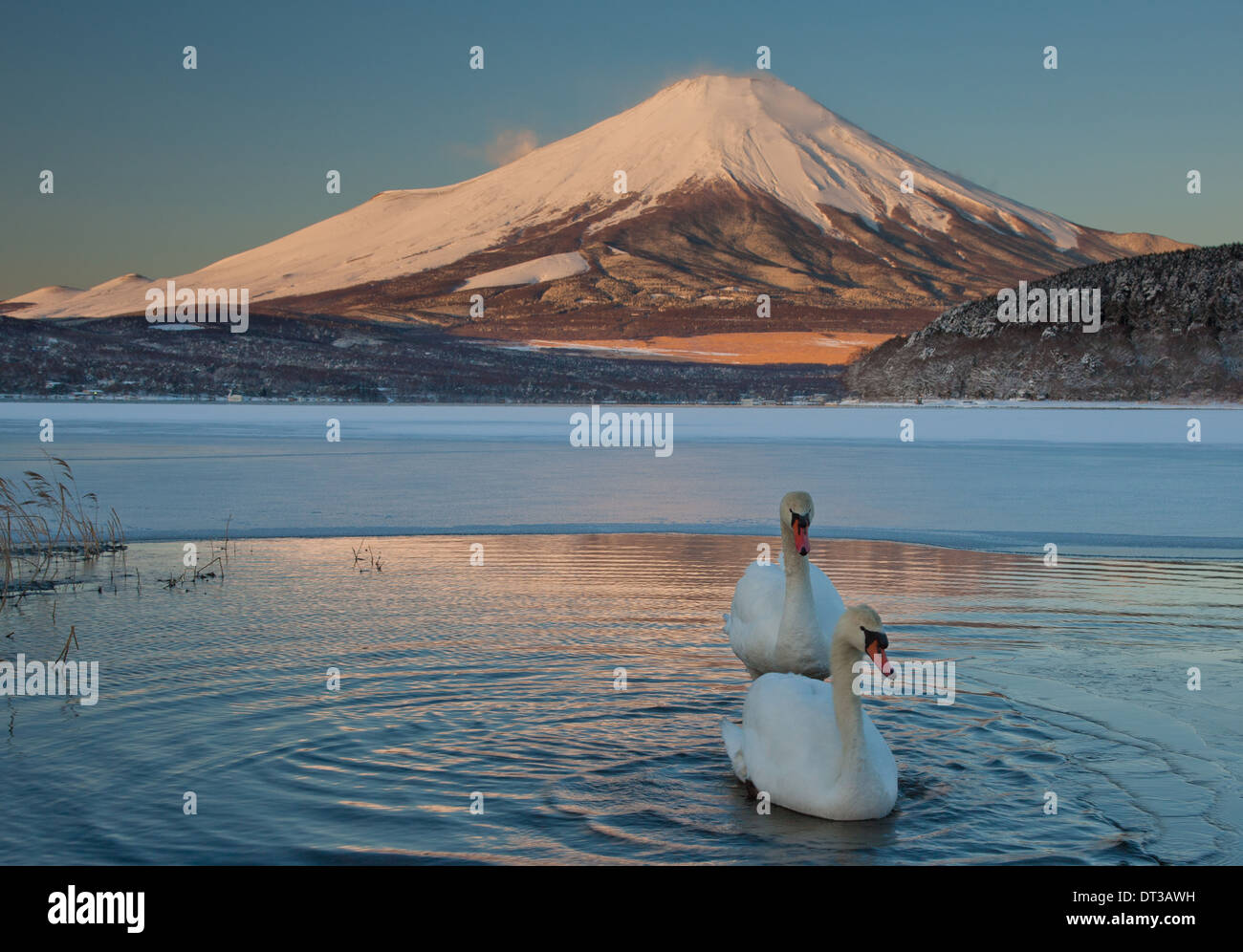 Une paire de cygnes tuberculés dans le lac Kawaguchi perturber la réflexion de Mt. Fuji, Japon Banque D'Images