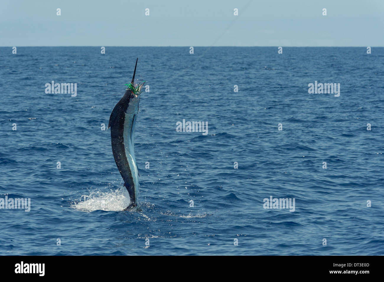 Marlin bleu, Makaira nigricans ou Makaira mazara, sauts tout en étant connecté au cours de l'aéroport international d'Hawaï Tournoi Billfish, HIBT Banque D'Images
