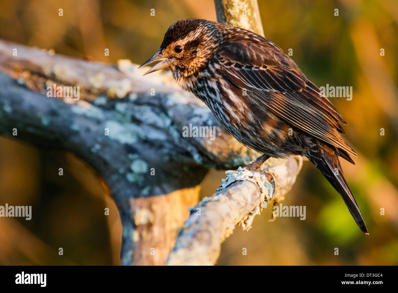 Femme Red-Winged (Blackbird Agelaius phoeniceus) perché dans un arbre. Banque D'Images