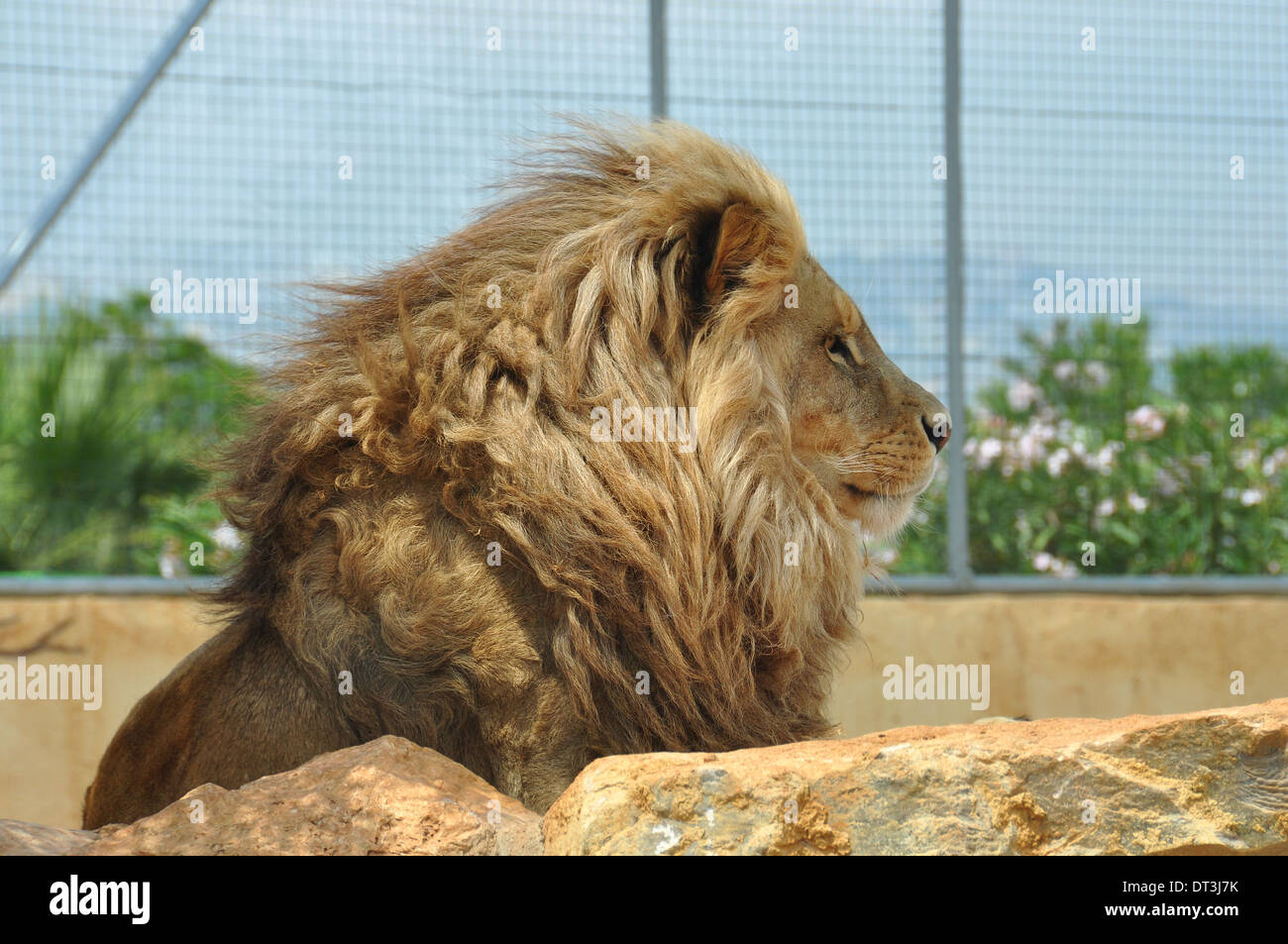 Le sud-ouest de l'African lion mâle adulte en captivité. Animal sauvage, derrière des rochers. Banque D'Images