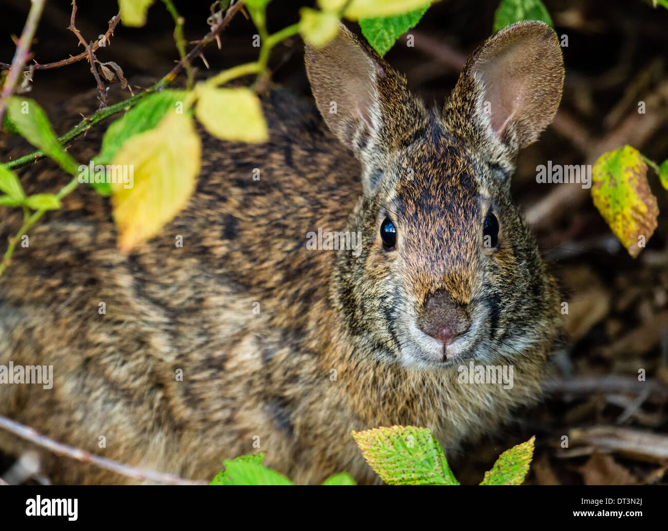 Lapin (Sylvilagus palustris Marsh) assis sous un buisson. Banque D'Images Lapin (Sylvilagus palustris Marsh) assis sous un buisson. Banque D'Images