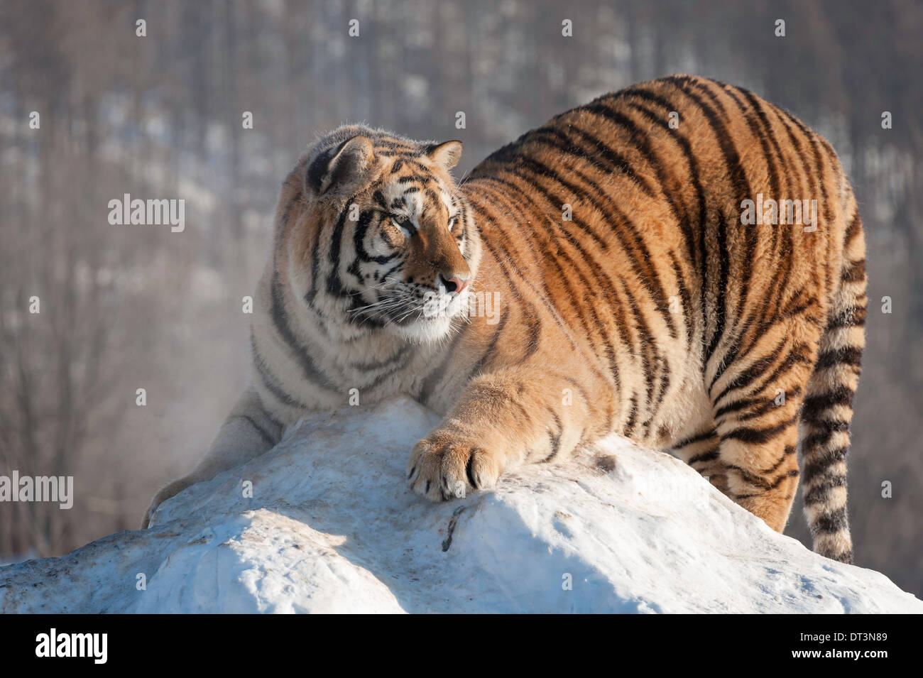 Tigre de Sibérie accroupi sur le haut de la butte de neige Banque D'Images