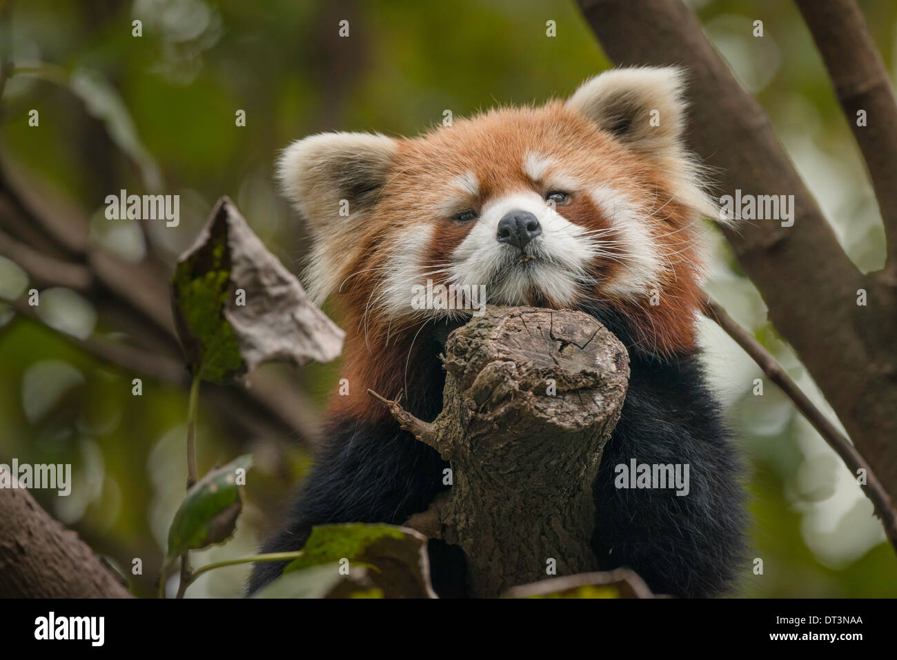 Le panda rouge vu de l'arbre branche Banque D'Images