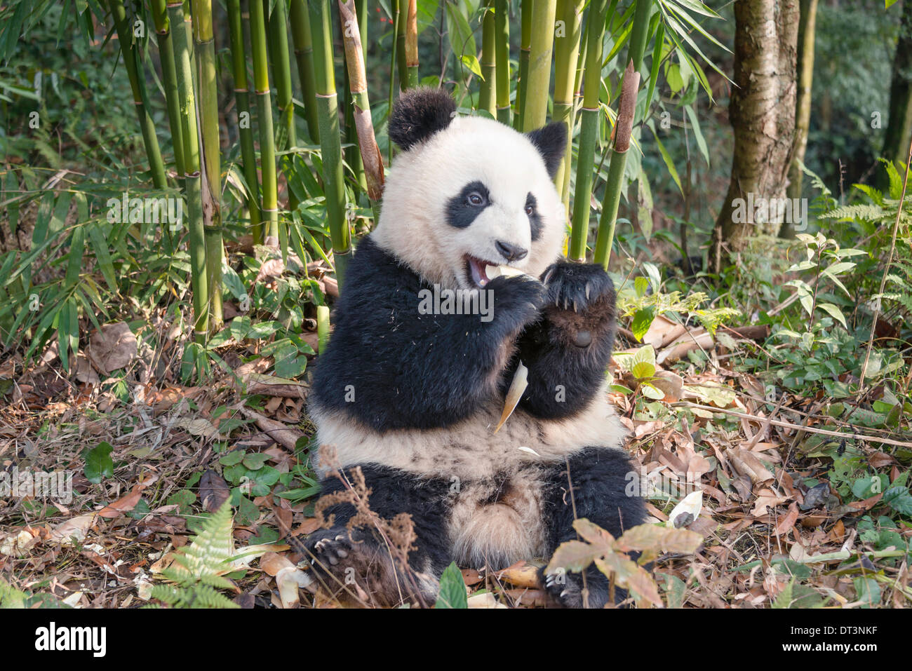 Les jeunes Grand Panda eating bamboo Banque D'Images