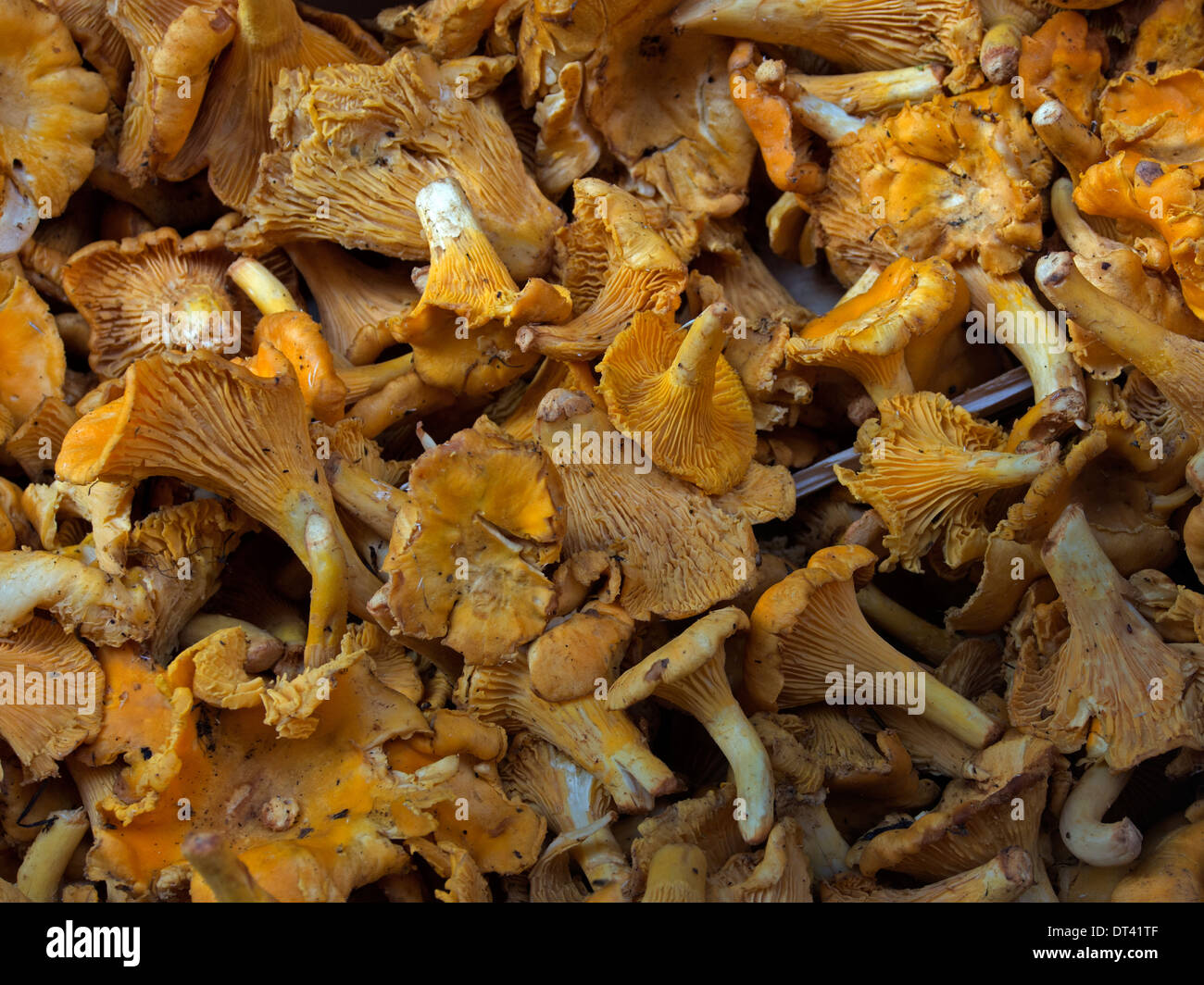 Chanterelles en vente dans une épicerie fine à Bologne, Italie Banque D'Images