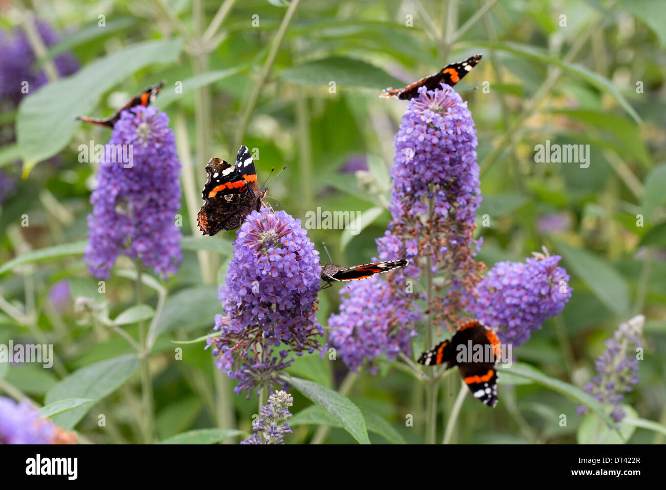 L'amiral rouge papillons ; Vanessa atalanta ; sur Buddleia fleurs ; été ; UK Banque D'Images