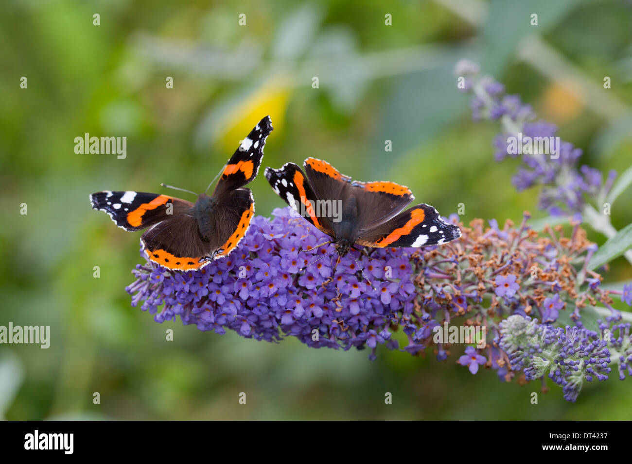 L'amiral rouge papillons ; Vanessa atalanta ; sur Buddleia fleurs ; été ; UK Banque D'Images