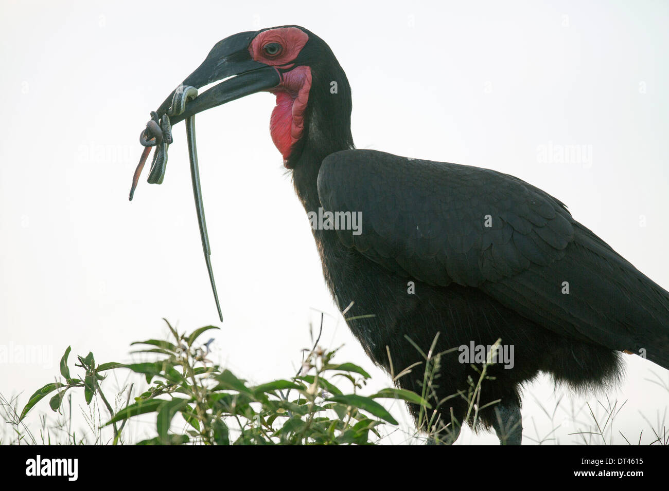 Le calao terrestre du sud ( Bucorvus leadbeateri ) également connu sous le nom de Bucorvus cafer avec serpent lové dans son bec Banque D'Images