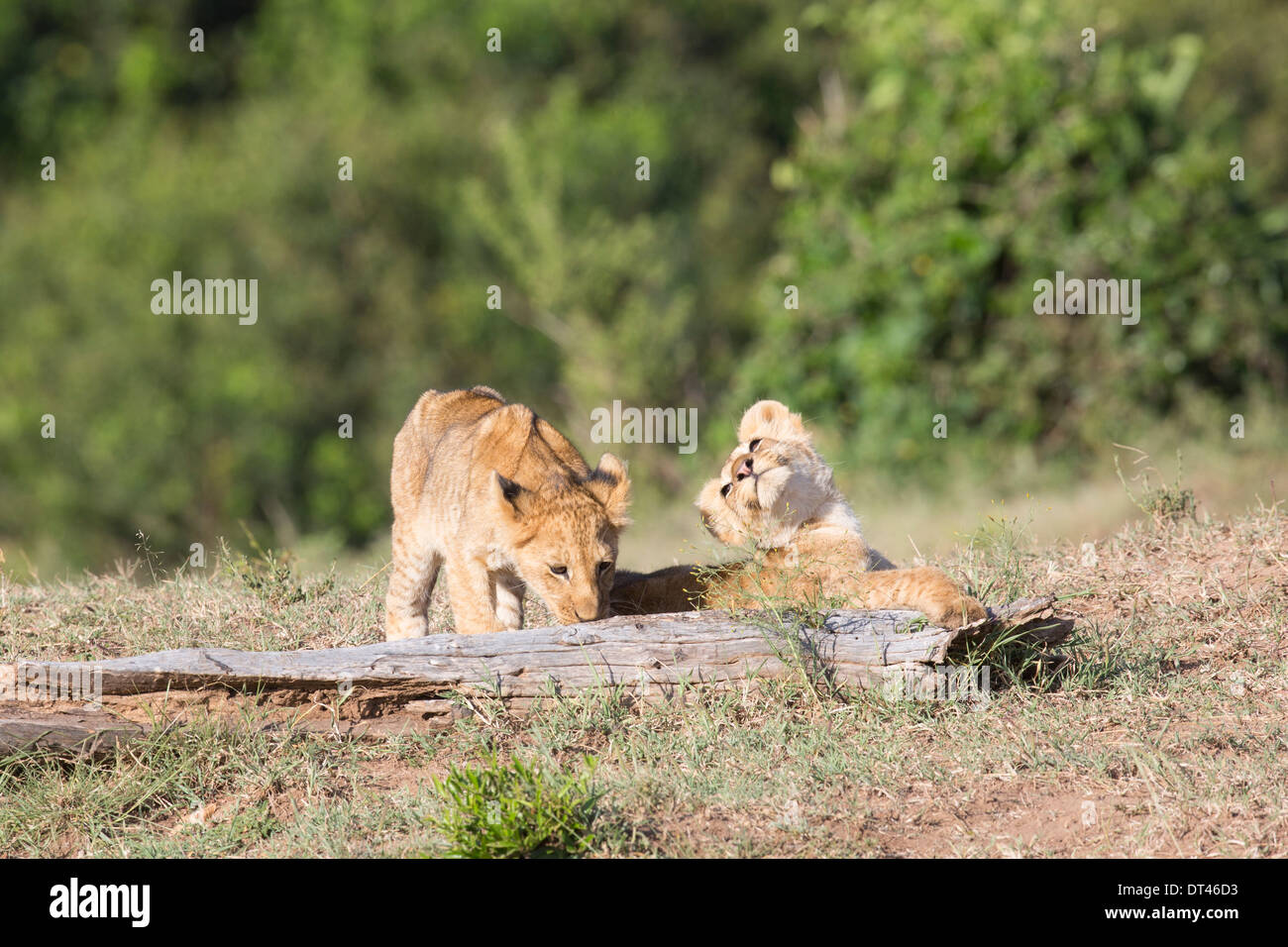 2014 La prochaine génération de la célèbre troupe de lions de marais le Maasai Mara au Kenya (Panthera leo) Banque D'Images