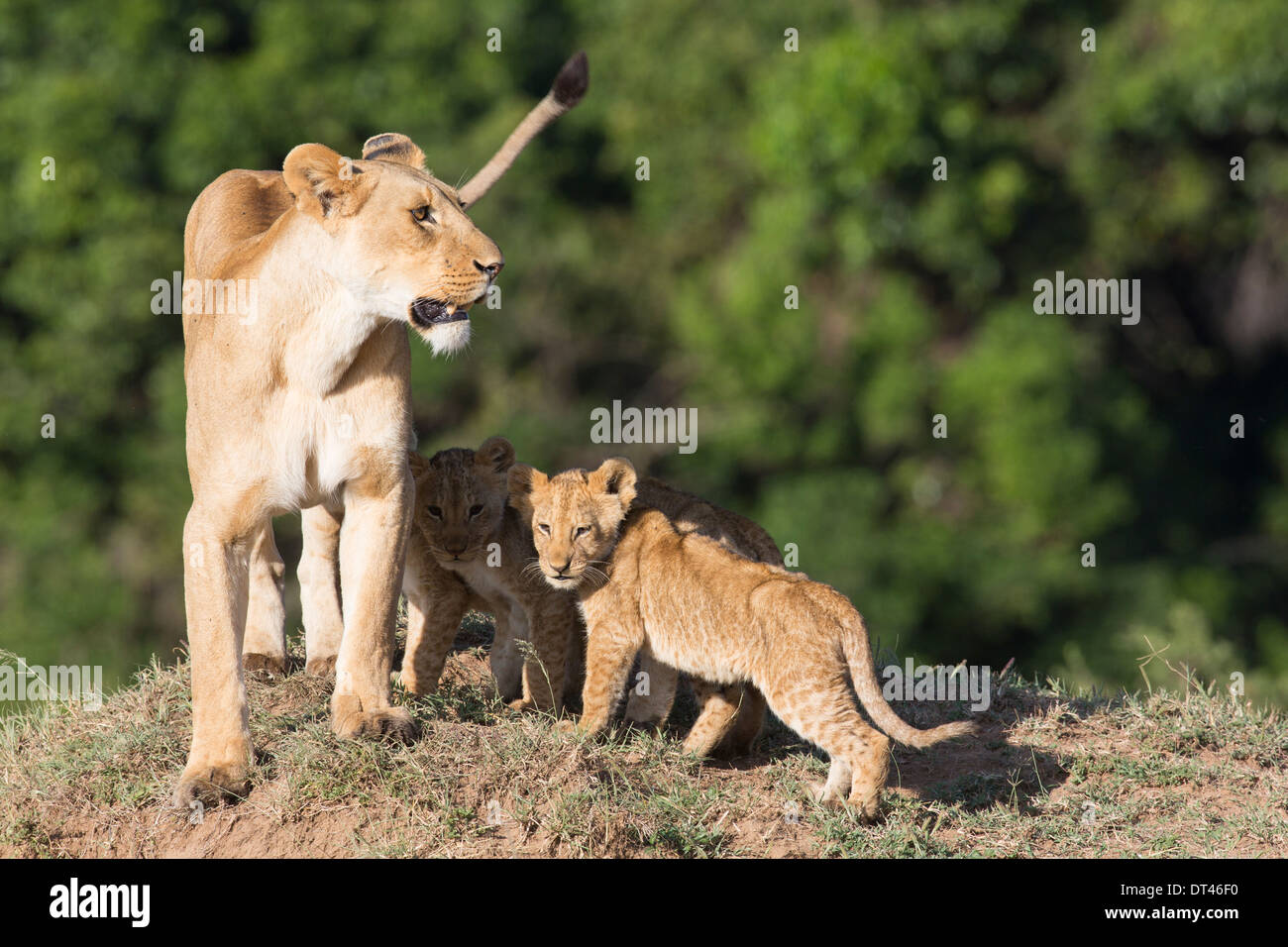 2014 La prochaine génération de la célèbre troupe de lions de marais le Maasai Mara au Kenya (Panthera leo) Banque D'Images