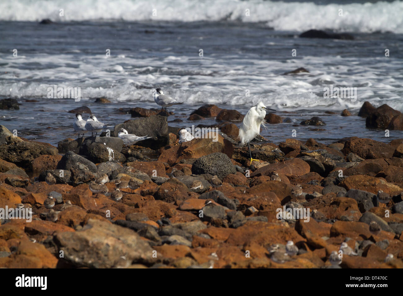 L'aigrette garzette et sternes Sandwich par mer au repos Banque D'Images