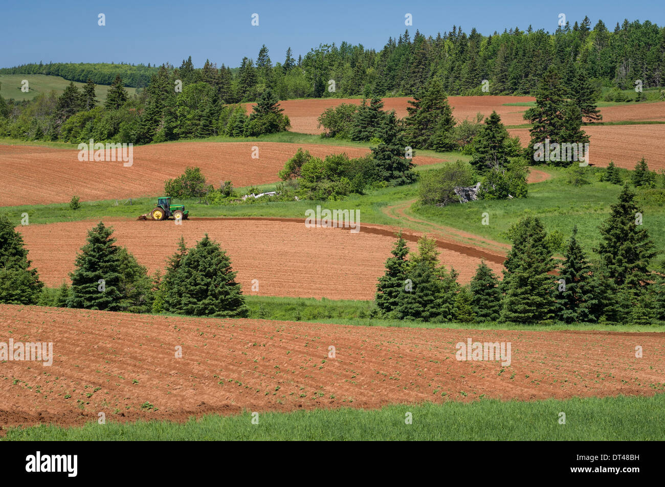Les champs de pommes de terre, de pins et de collines près de la communauté de Greenbay ; Prince Edward Island, Canada. Banque D'Images