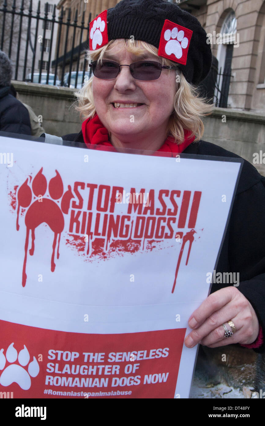 Londres, Royaume-Uni. 8 février 2014. Une femme manifestations devant Downing Street contre l'abattage inhumaines et la négligence des chiens errants de Roumanie dans certains refuges pour animaux. Crédit : Paul Davey/Alamy Live News Banque D'Images