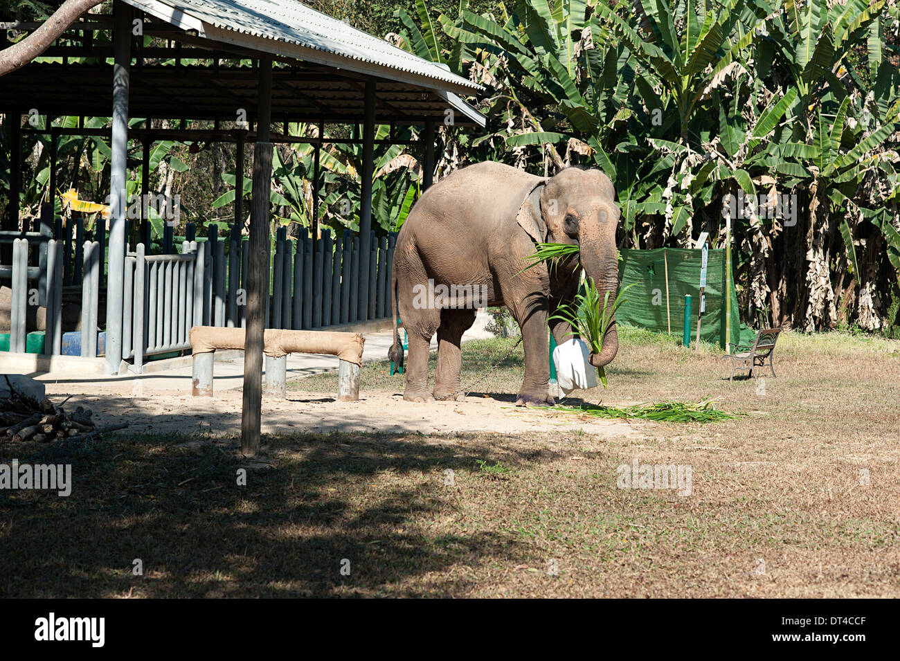 Dans l'éléphant elephant hospital après avoir perdu son pied sur une mine sur la frontière birmane en Thaïlande du Nord. Banque D'Images