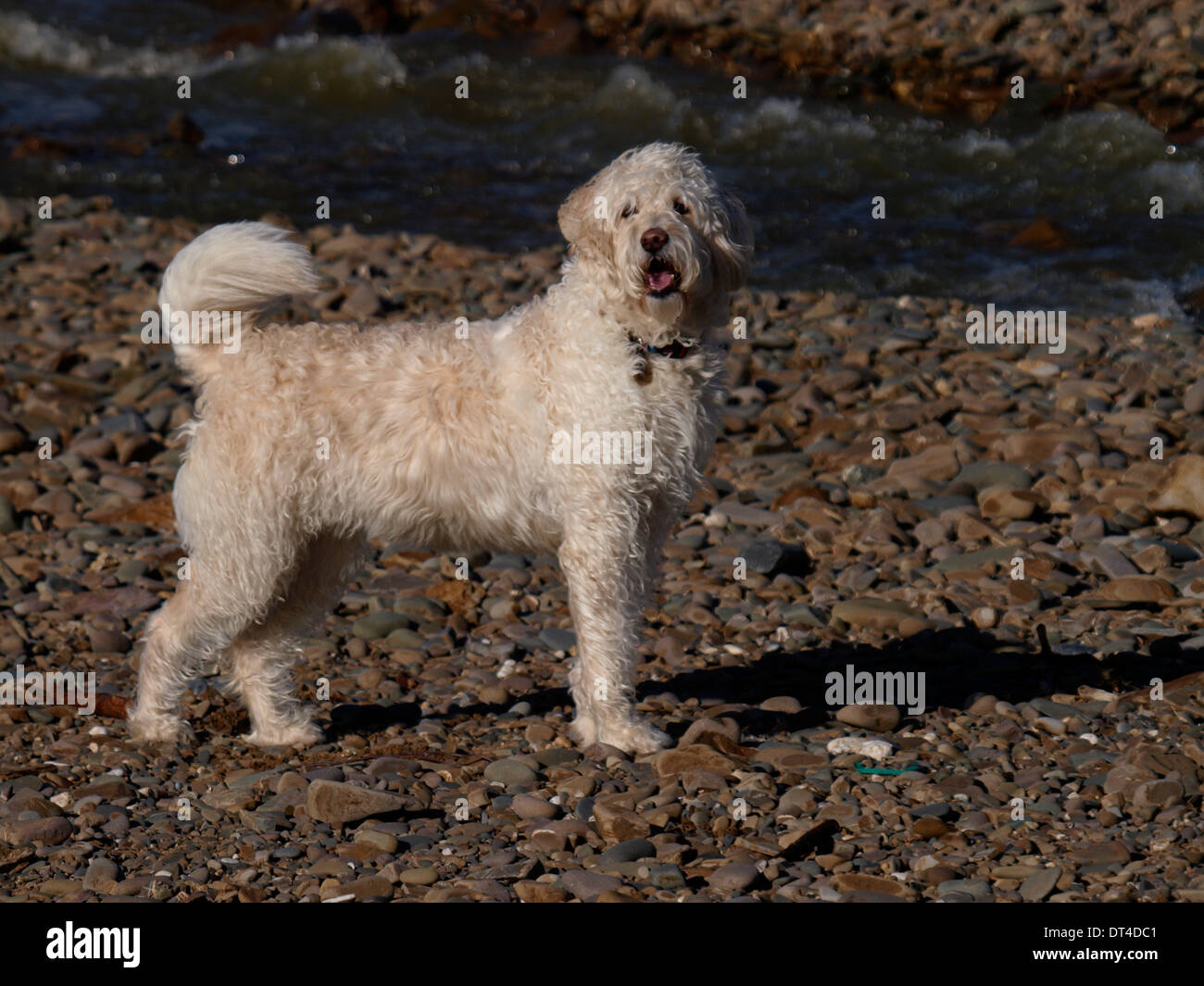 Blanc duveteux Labradoodle chien à la plage, UK Banque D'Images