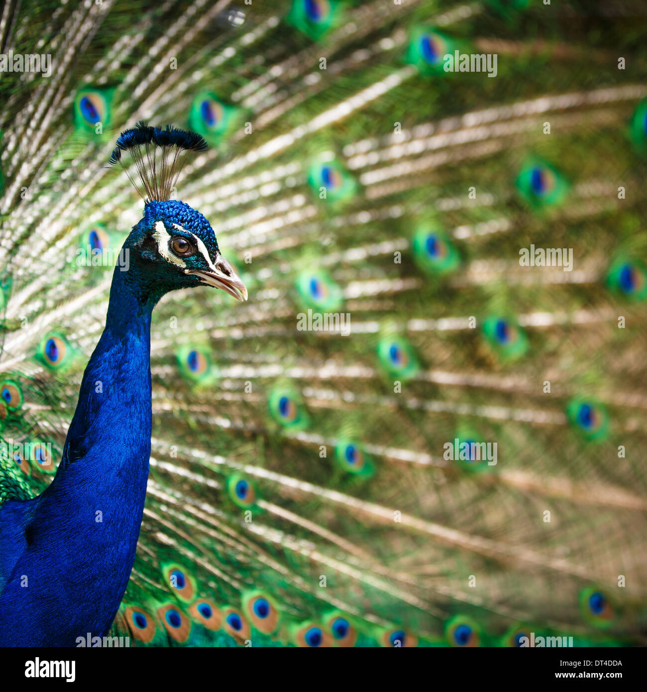 Avec des plumes de paon magnifique (Pavo cristatus) (shallow DOF ; couleur tonique libre) Banque D'Images