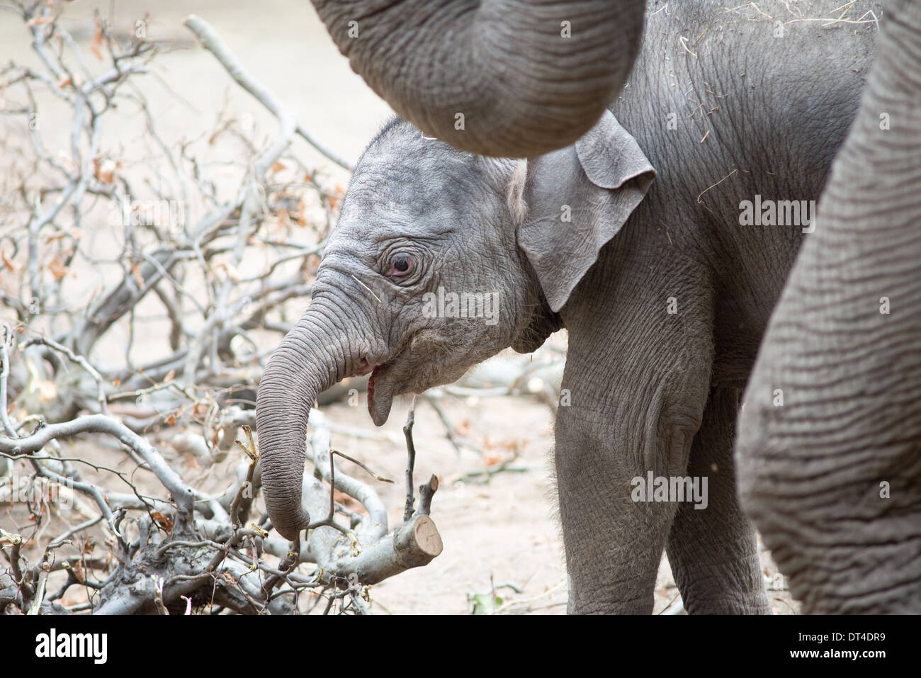Bébé éléphant asiatique debout près de sa mère Banque D'Images
