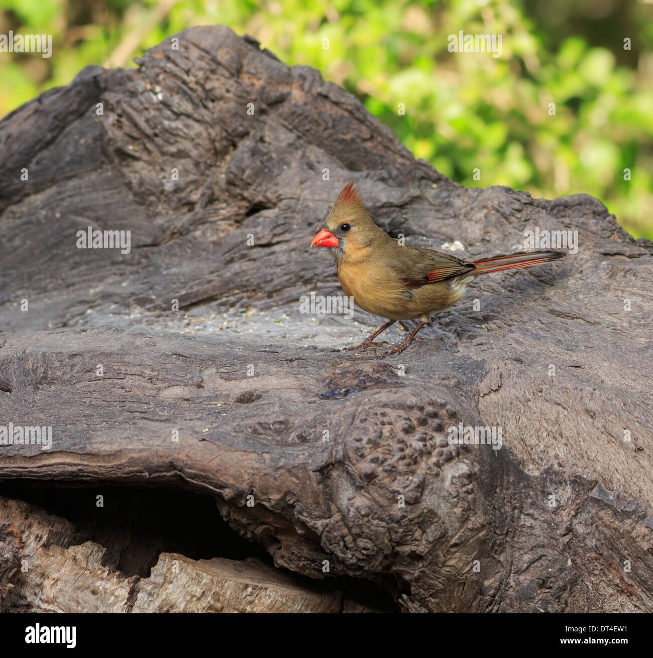 Cardinal rouge, Cardinalis cardinalis, femme Banque D'Images