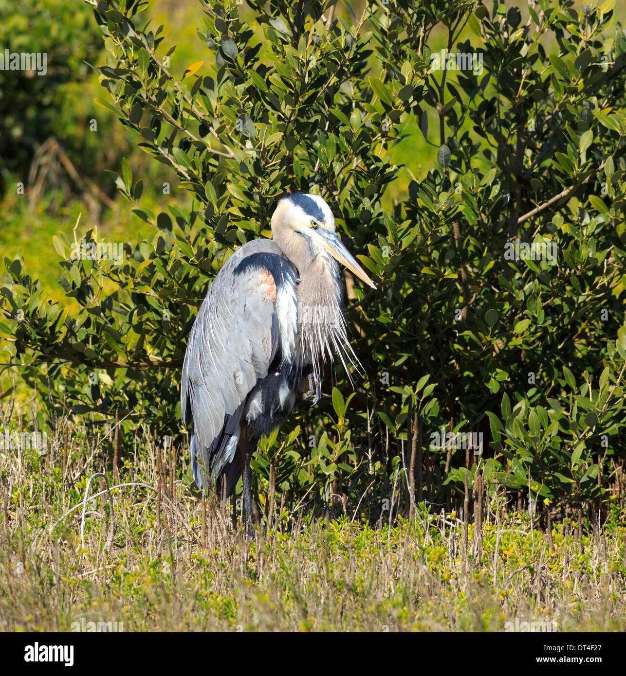 Grand Héron (Ardea herodias) Banque D'Images