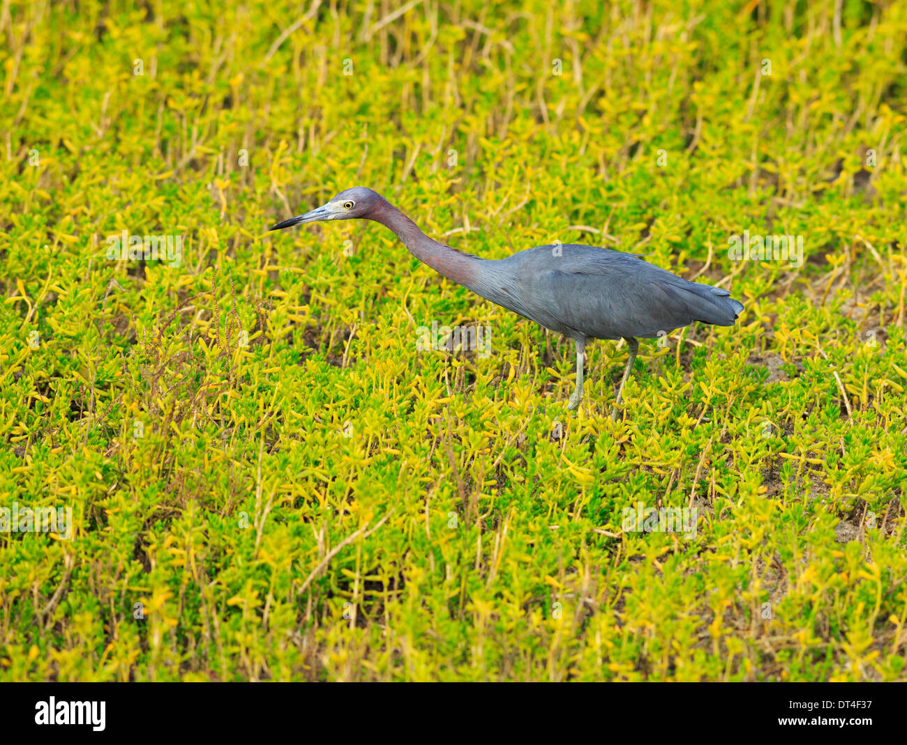 Little Blue Heron (Egretta caerulea) la recherche de proies à South Padre Island Birding and Nature Center, Texas Banque D'Images