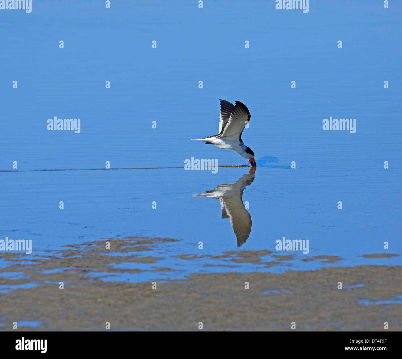 Black Skimmer Rynchops niger (pêche) de South Padre Island, Texas Banque D'Images