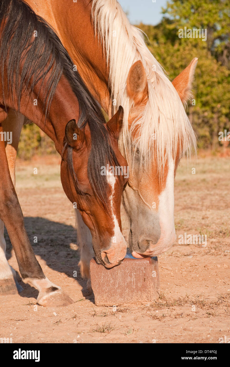 DRESSOOS 4 Pièces Bloc à Lécher Pour Chevaux, Bloc à Lécher Pour