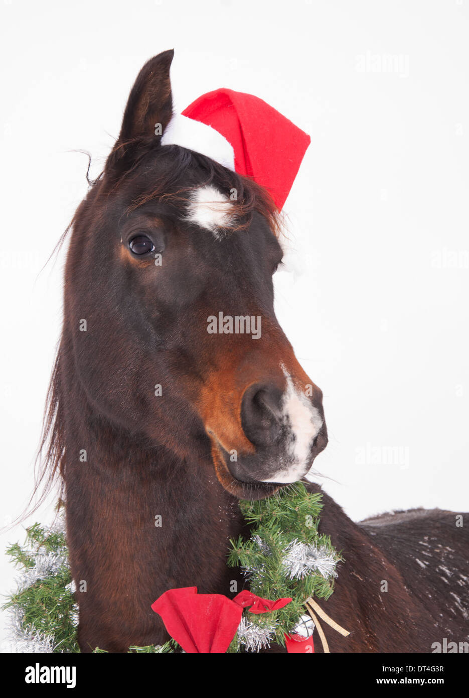 Adorable cheval arabe bai foncé avec un chapeau de Père Noël et couronne de Noël Banque D'Images