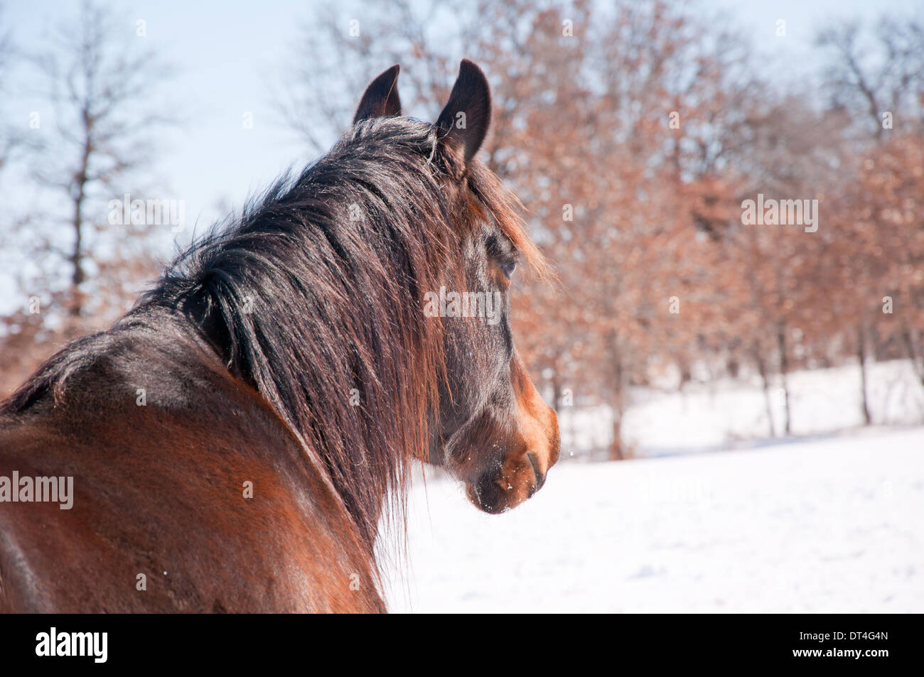 The Bay horse à distance dans un contexte d'hiver avec neige Banque D'Images