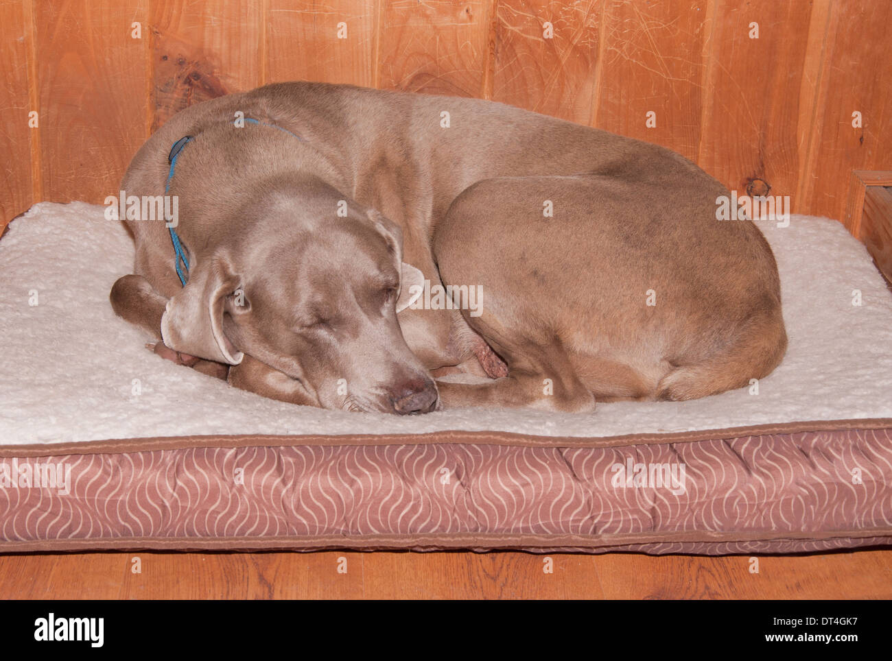 Vieux chien dormir recroquevillé, heureusement sur son lit douillet Banque D'Images