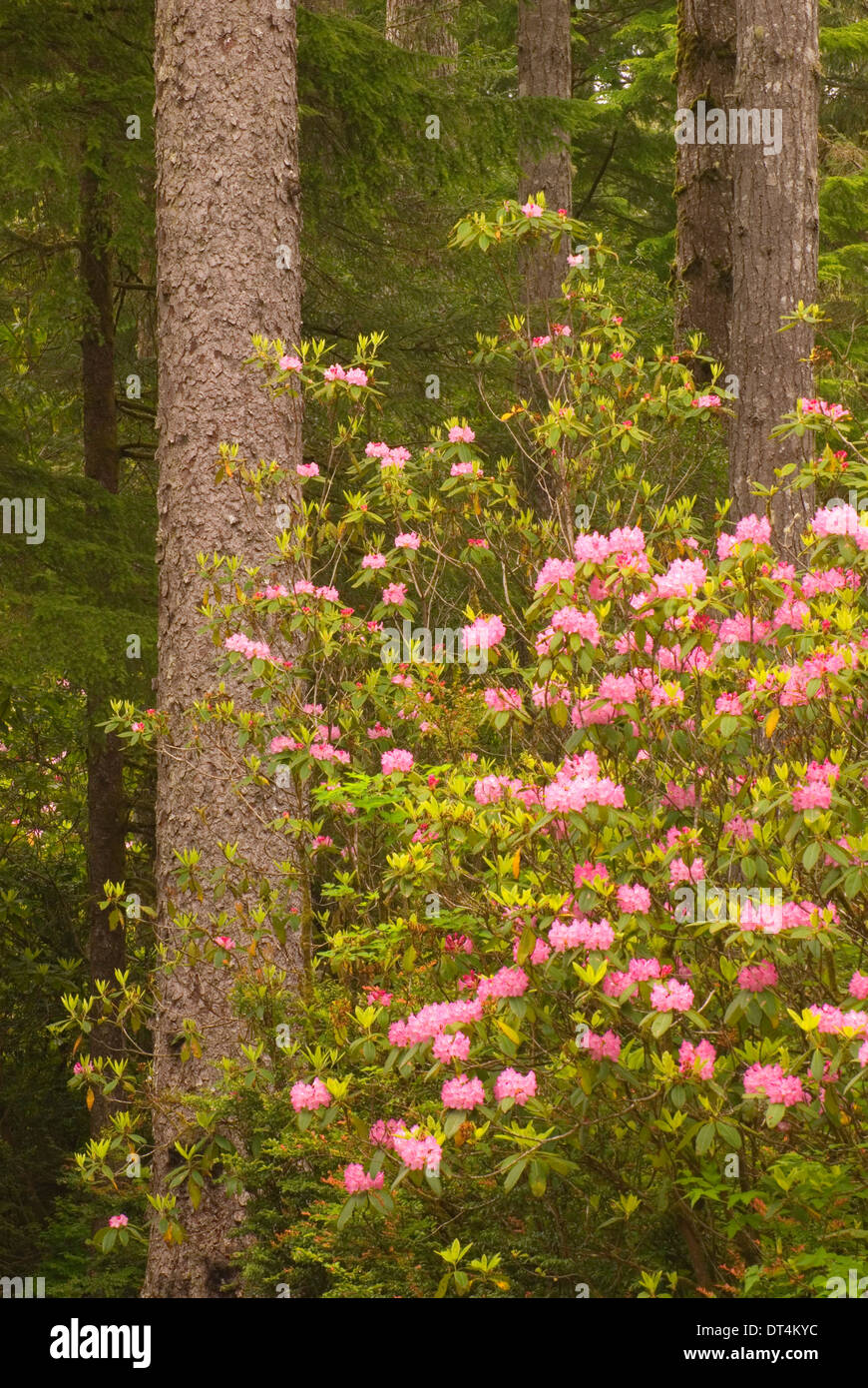 Rhododendron (Rhododendron macrophyllum du Pacifique), l'Oregon Dunes National Recreation Area, New York Banque D'Images