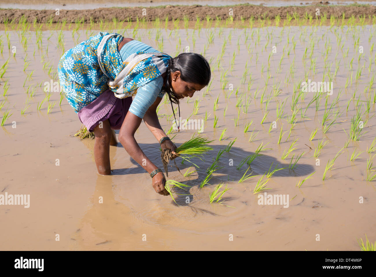 Les femmes indiennes plantent de jeunes plants de riz dans une rizière. L'Andhra Pradesh, Inde Banque D'Images