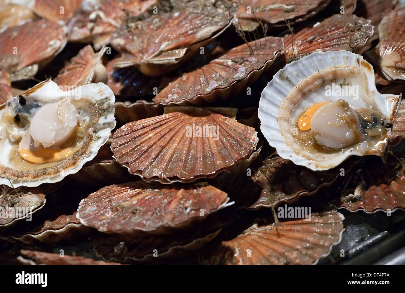 Gros plan du grand matières de coquilles sur le tableau du marché de la mer Banque D'Images