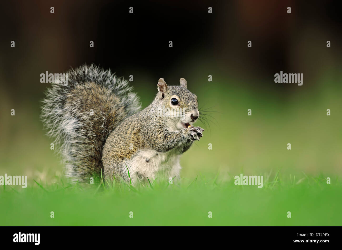 L'Écureuil gris ou l'Écureuil gris (Sciurus carolinensis), l'alimentation, Florida, USA Banque D'Images