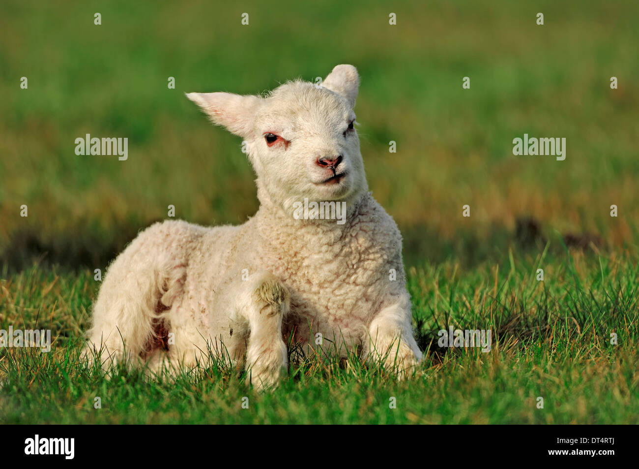 Les moutons domestiques, l'agneau, Pays-Bas Banque D'Images