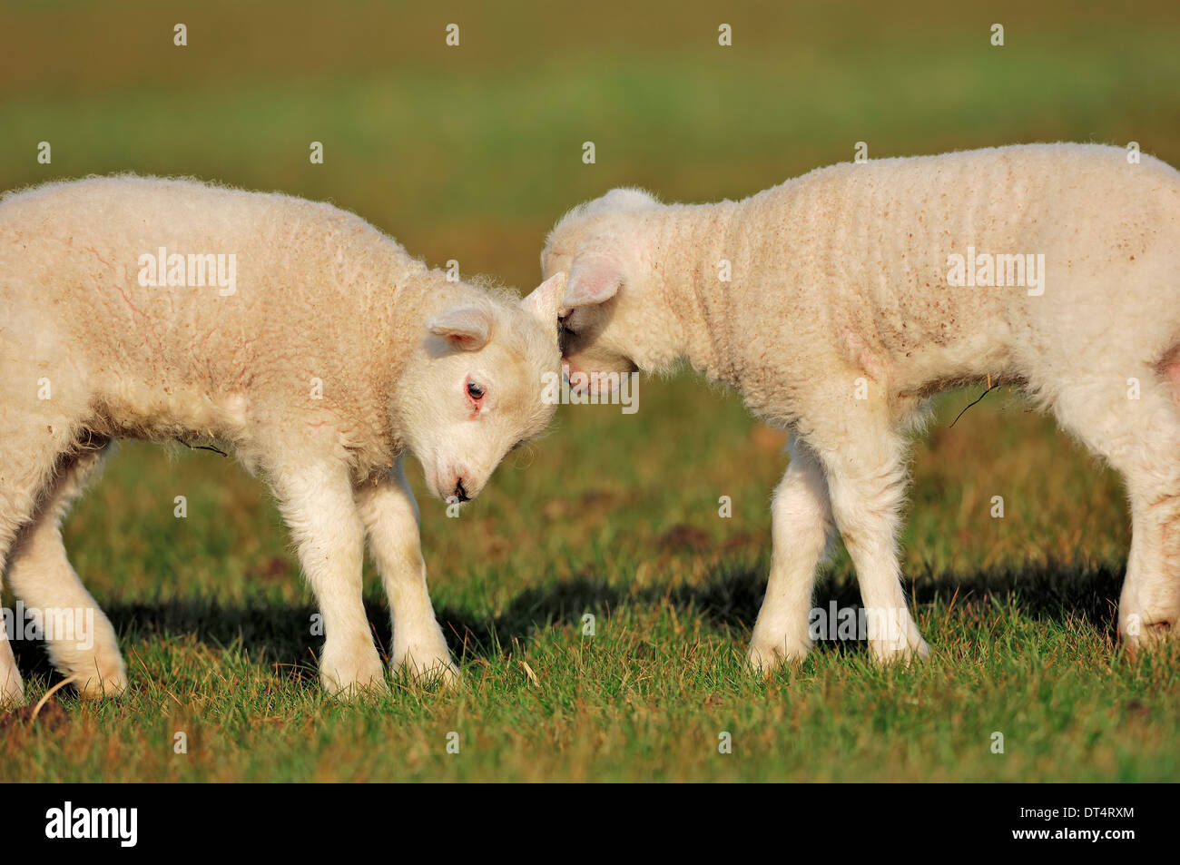 Les moutons domestiques, agneaux, Pays-Bas Banque D'Images