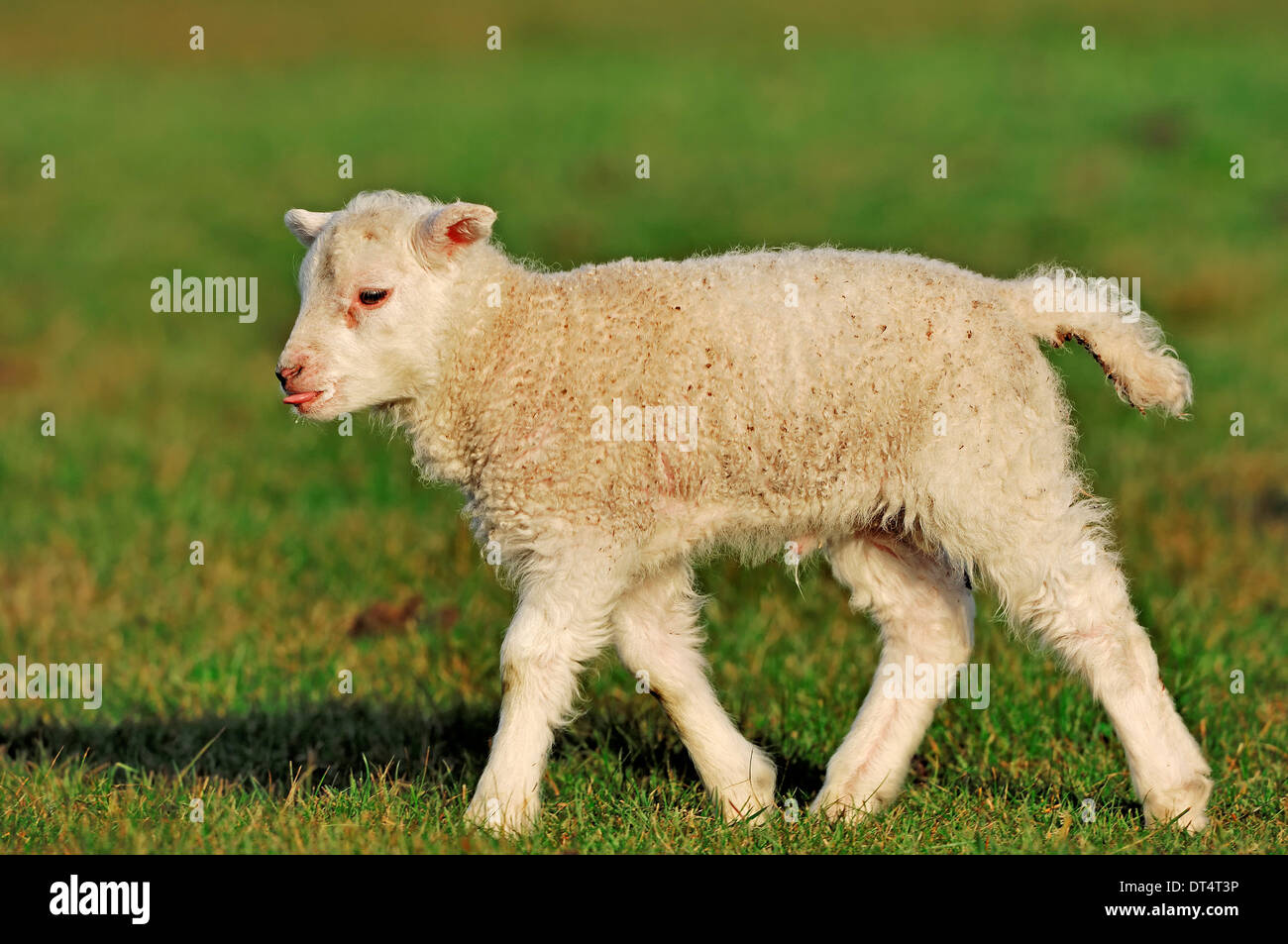 Les moutons domestiques, l'agneau, Pays-Bas Banque D'Images