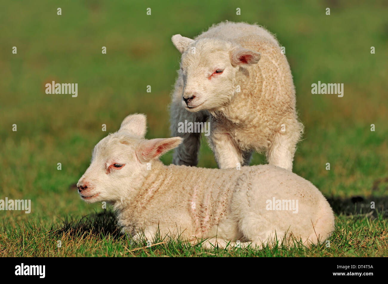 Les moutons domestiques, agneaux, Pays-Bas Banque D'Images