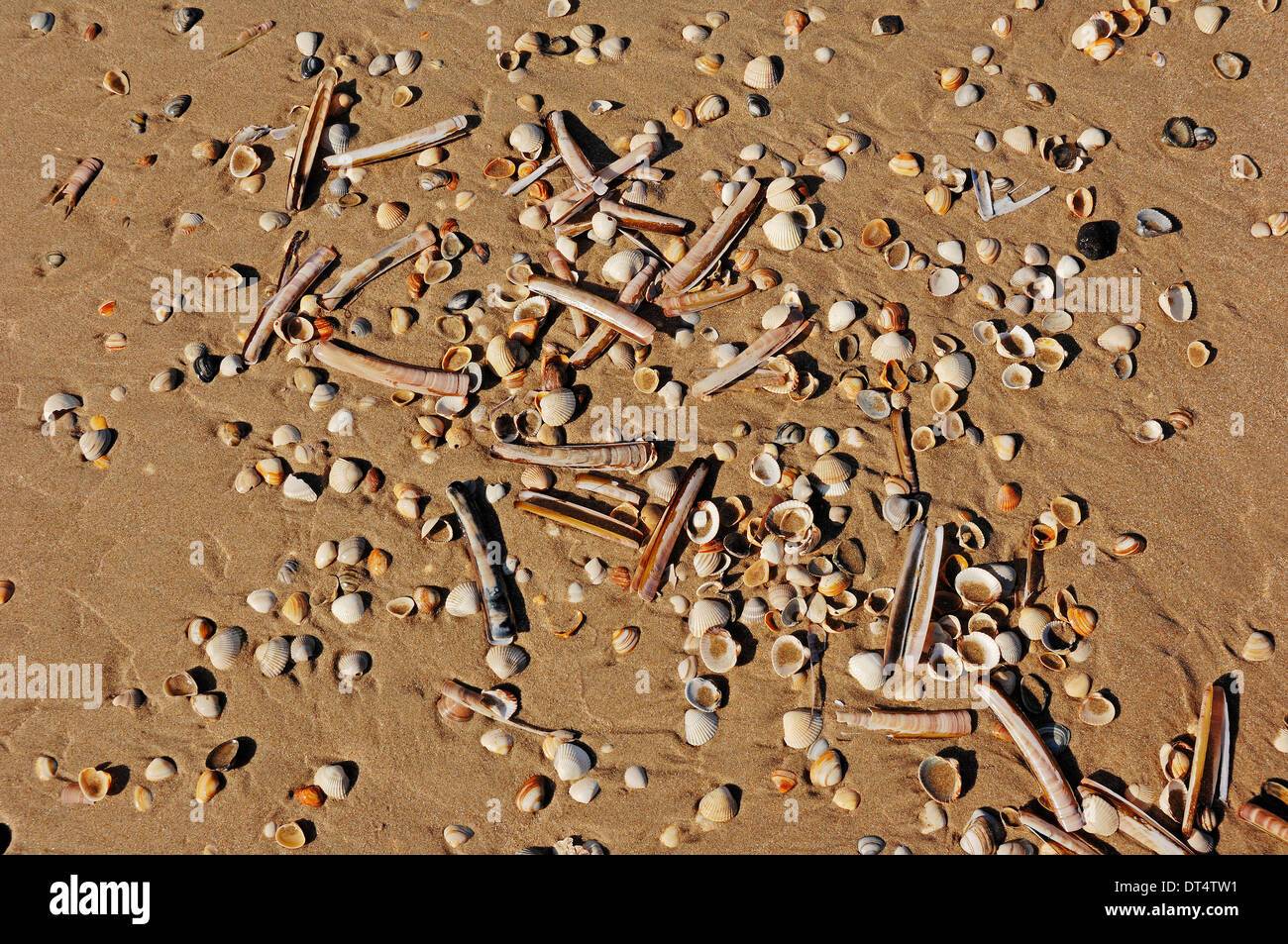 Différents types de coquilles de moules à plage, Castricum aan Zee, Pays-Bas Banque D'Images