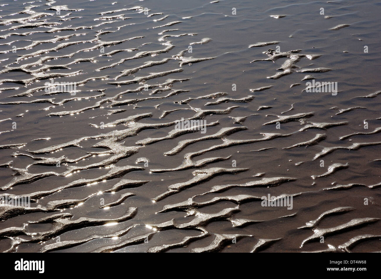 La mer des Wadden, à marée basse, Castricum aan Zee, Pays-Bas Banque D'Images