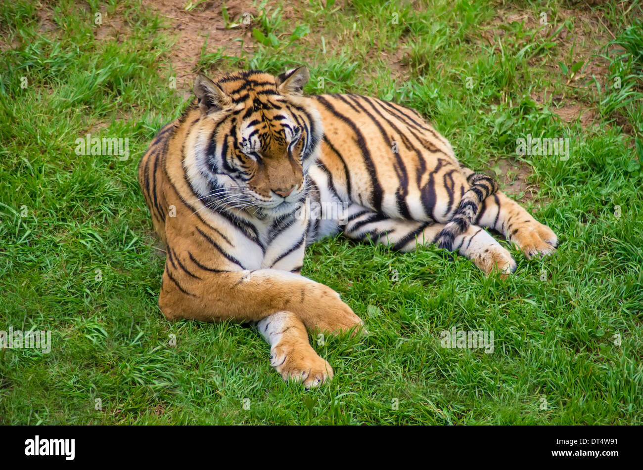 Tiger in natura park de Cabarceno, Espagne Banque D'Images