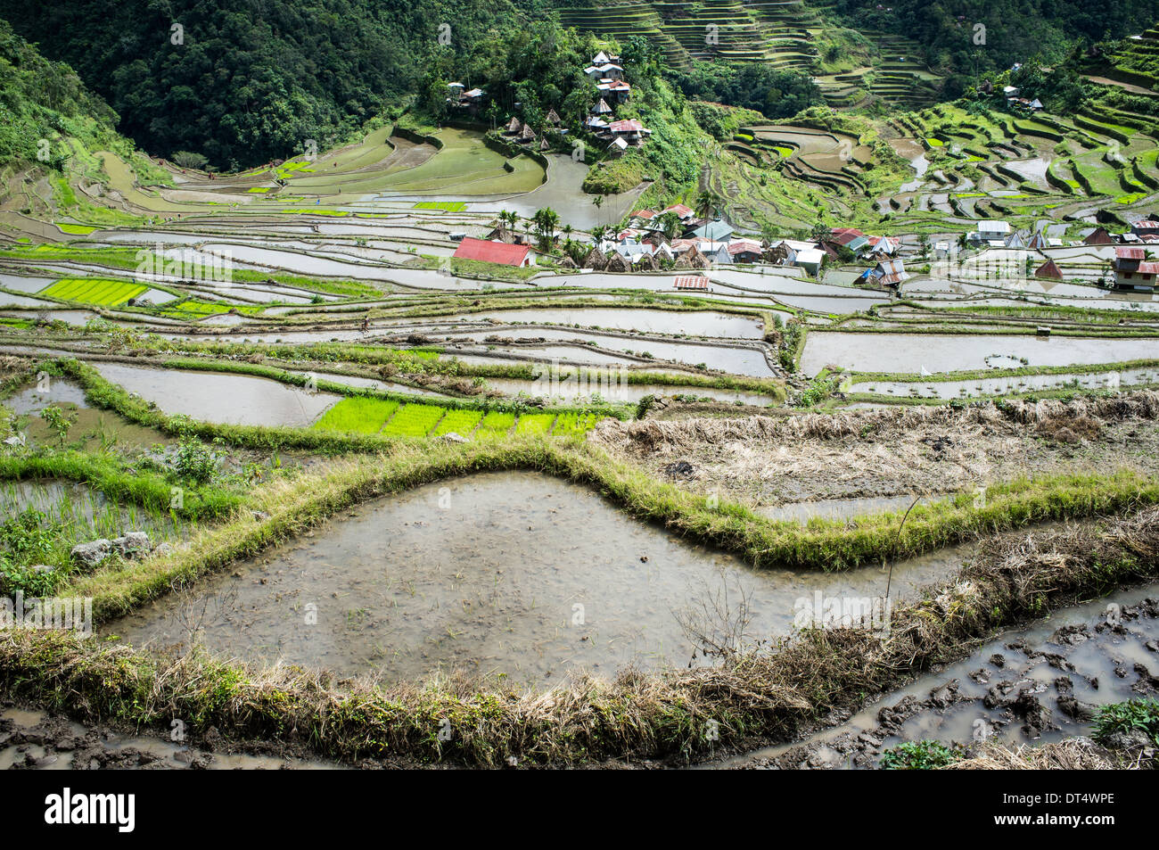 Sur les terrasses de riz de montagne aux Philippines, région d'Ifugao, Batad, village Asia Banque D'Images