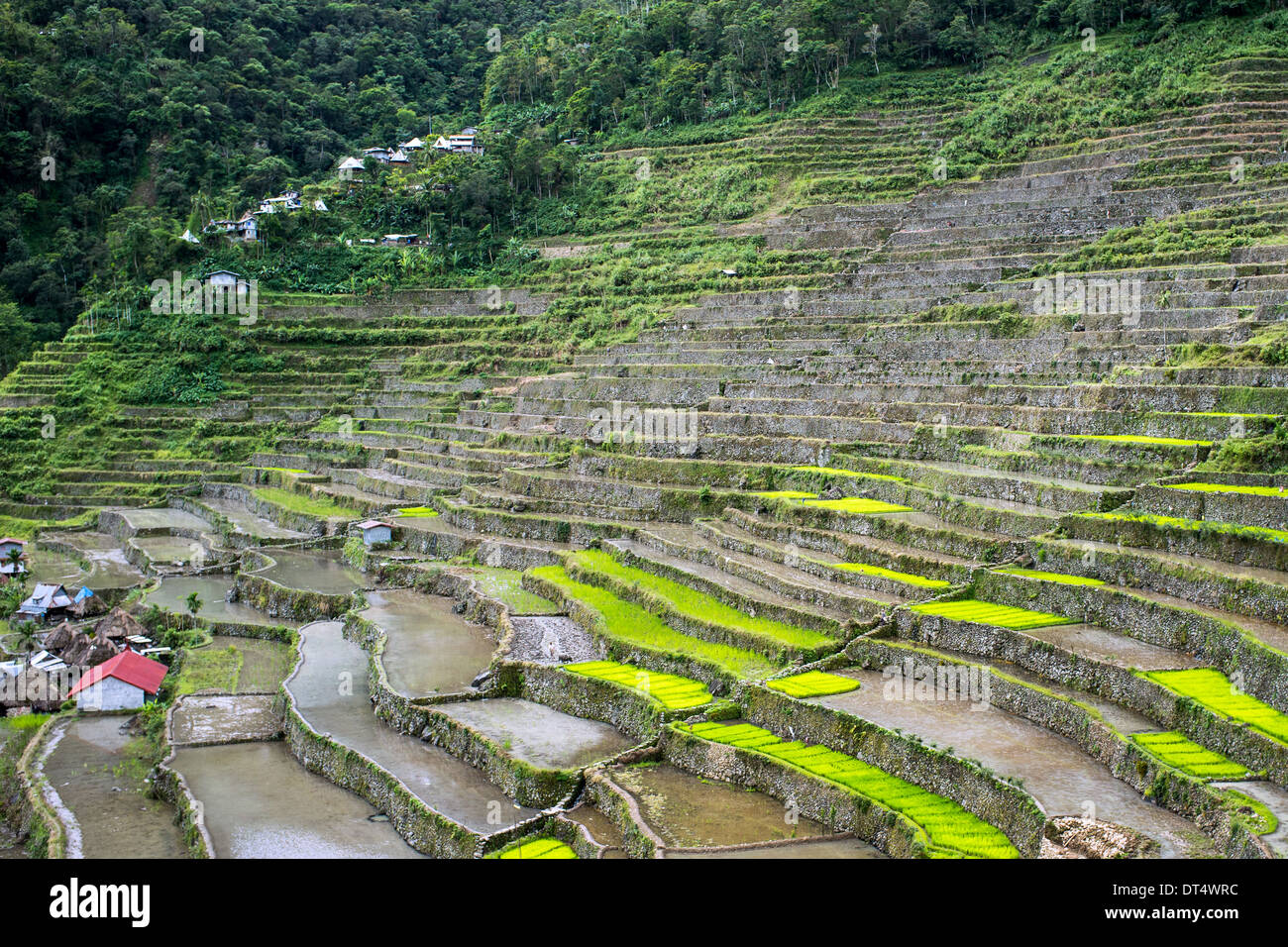 Sur les terrasses de riz de montagne aux Philippines, région d'Ifugao, Batad, village Asia Banque D'Images