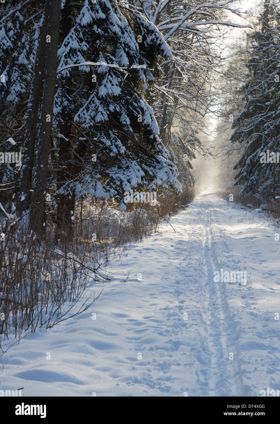 La route forestière de neige en peuplement naturel de passage de la forêt de Bialowieza Banque D'Images