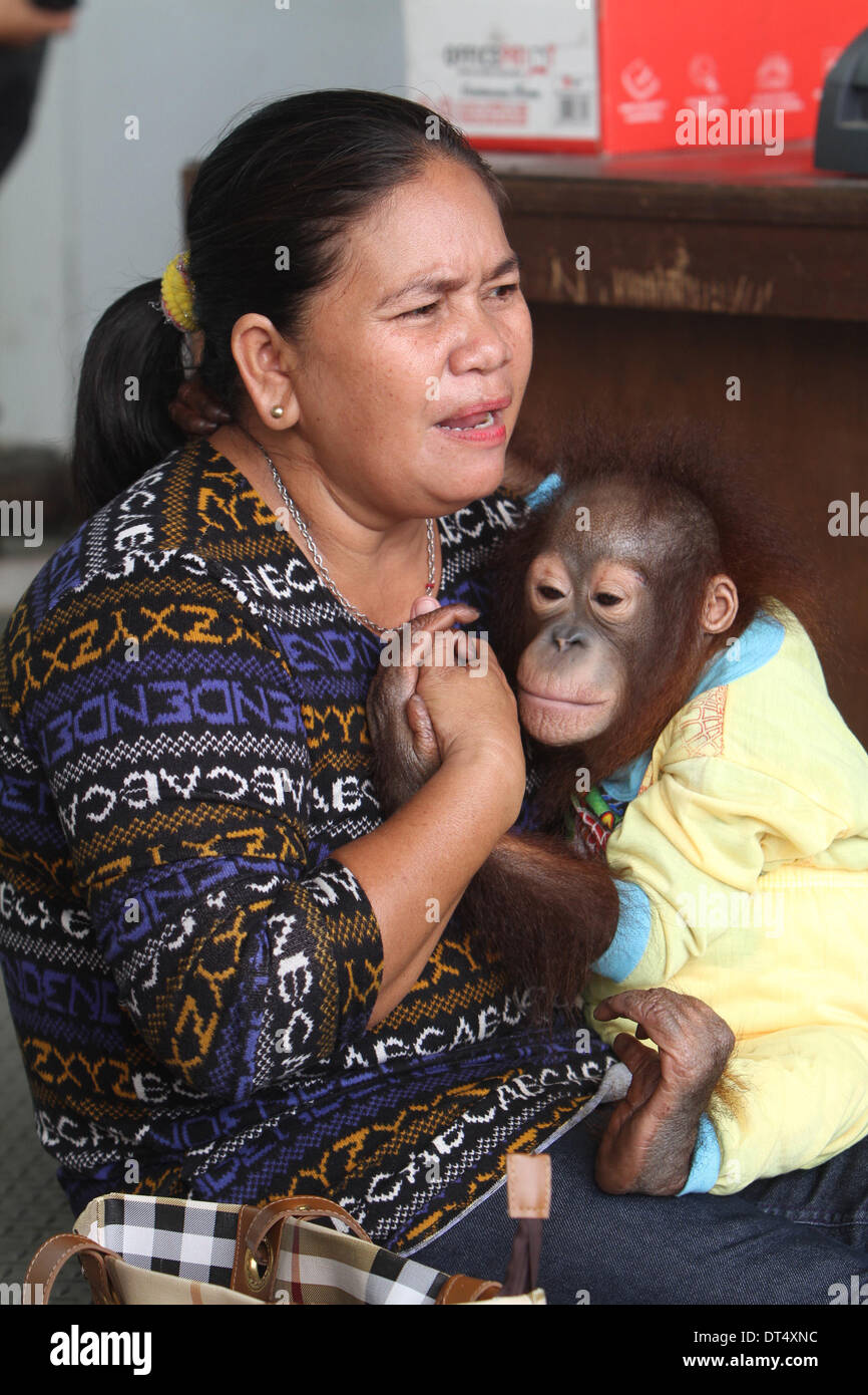7 février 2014 - l'ouest de Kalimantan, Indonésie ''" Maysa était vue d'un jeune homme l'orang-outan, Waldauen (3 ans), qui a été maintenu à partir de nourrissons peu avant d'être envoyé à l'aéroport, Pontianank Supadio, l'ouest de Kalimantan, Indonésie le 7 février 2014. Maysah Waldauen a remis à l'Indonésie Conservation Board de se soumettre à la réhabilitation à l'International Animal Rescue (IRA) dans le district de Ketapang, Kalimantan Ouest. (Crédit Image : © Sijori Images/ZUMAPRESS.com) Banque D'Images