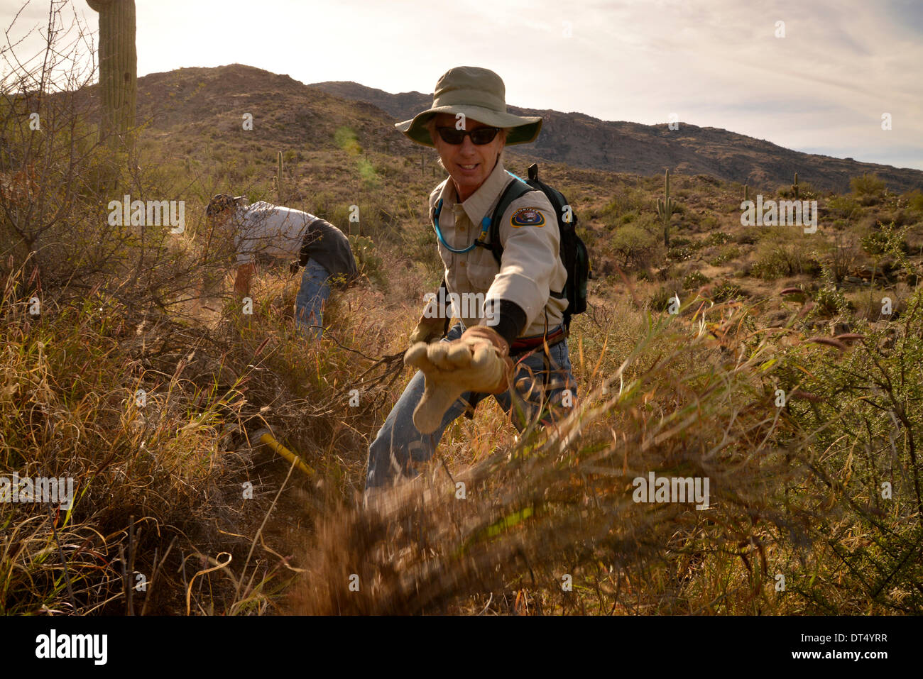 Tucson, Arizona, USA ; 8 février 2014 ; Bénévoles et employés de Saguaro National Park East, cenchrus cilié enlever une plante qui menace le désert de Sonora, à Tucson, Arizona, USA. Banque D'Images