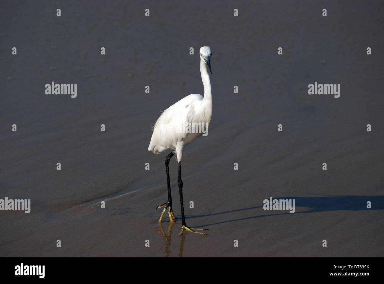 Egret ; une espèce de crane,d'oiseaux de Bharatpur, Inde Banque D'Images
