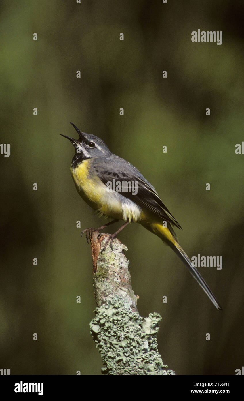 Bergeronnette des ruisseaux (Motacilla cinerea) mâle adulte en plumage nuptial chant Bretagne France Banque D'Images