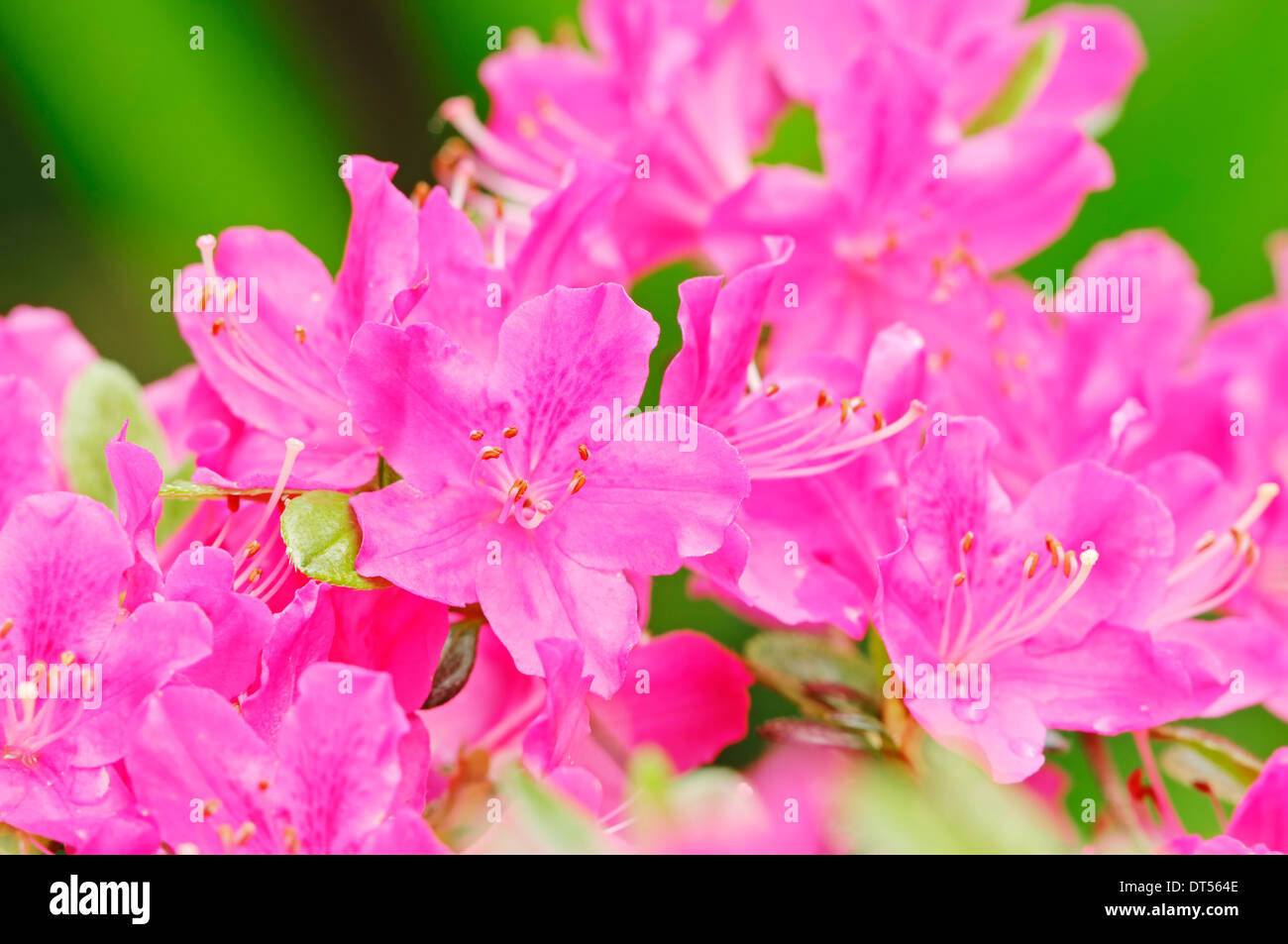 L'azalée (Rhododendron spec.) Banque D'Images