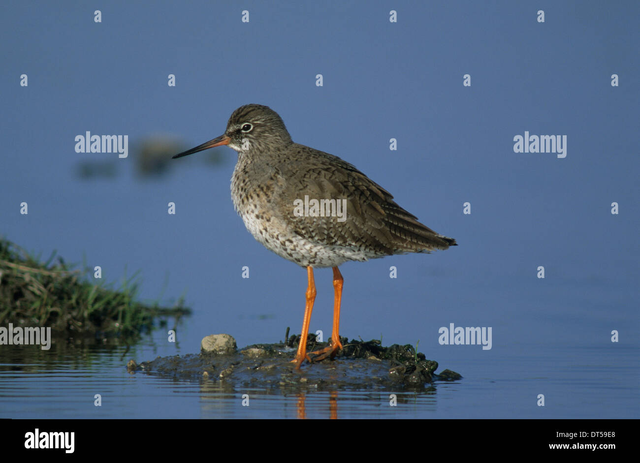 Chevalier GAMBETTE (Tringa totanus) Marshside adultes Marsh Southport Merseyside UK Banque D'Images